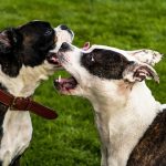 犬のしつけ方!噛む・唸るようになった場合にしつけ直すには?